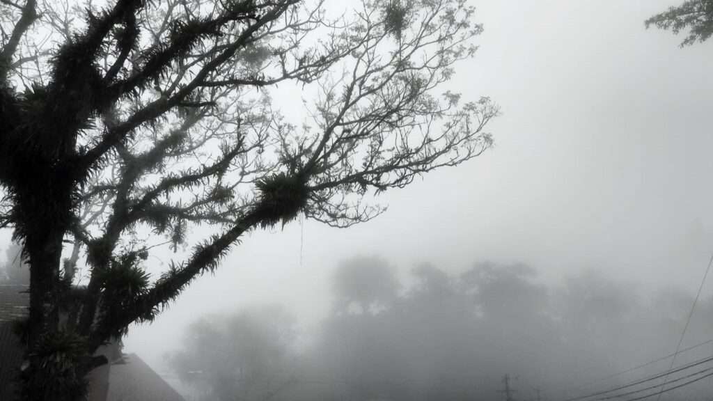 árvore em uma paisagem com neblina