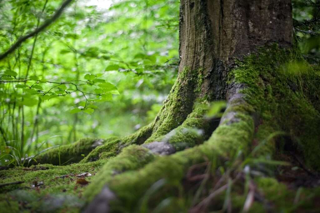 Raiz de uma grande árvore da floresta