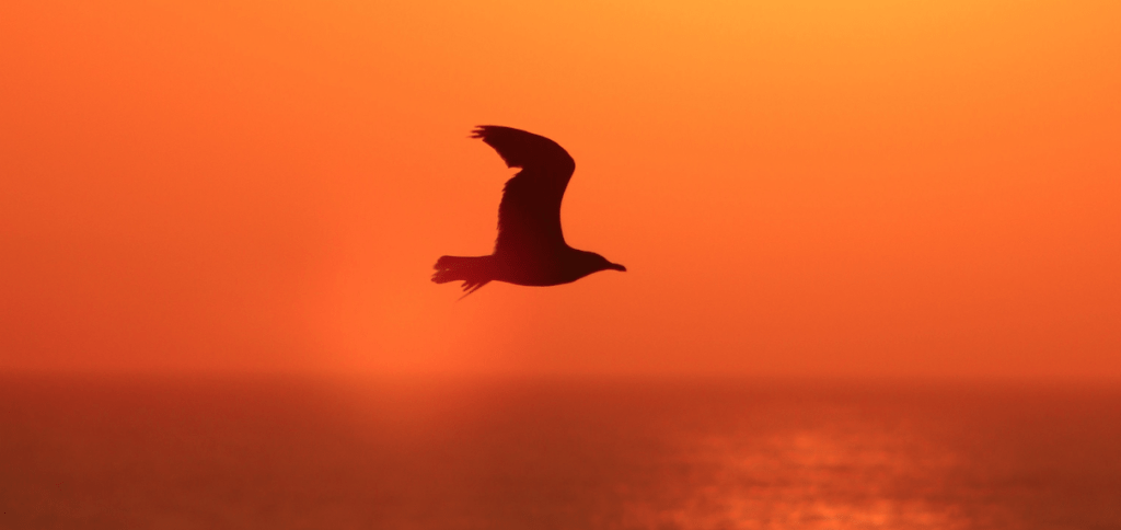 gaivota sobrevoa o ceu no entardecer em cor alaranjada